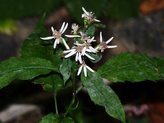 {Oclemena acuminata}